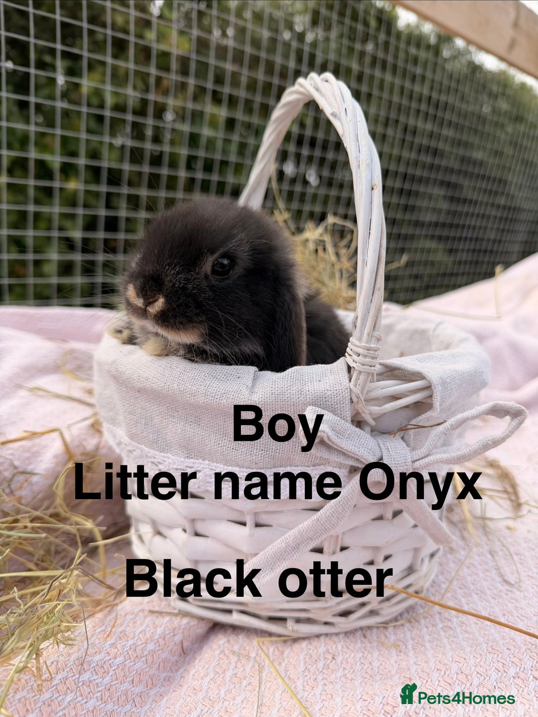 Mini Lop rabbits for sale: Pure mini lops, otters, grey, blue - Image 1
