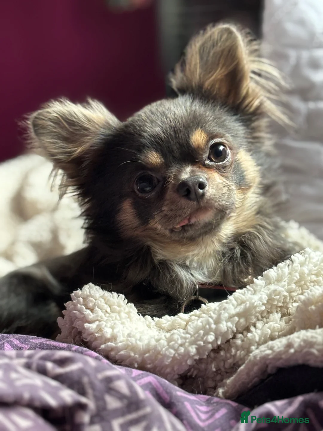 Chihuahua dogs for stud: STUD - Chihuahua Long hair in Paisley - Advert 2