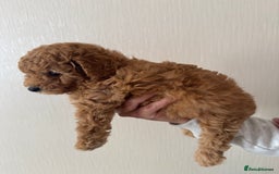 Toy Poodle dogs for sale: Last little girl toy poodle!!!! - Image 2