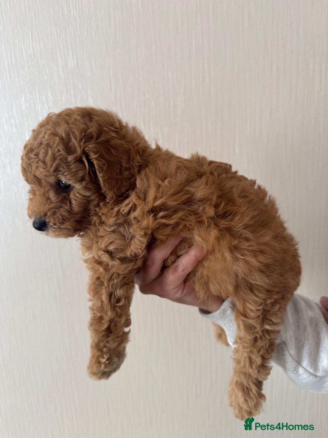 Toy Poodle dogs for sale: Last little girl toy poodle!!!! - Image 2