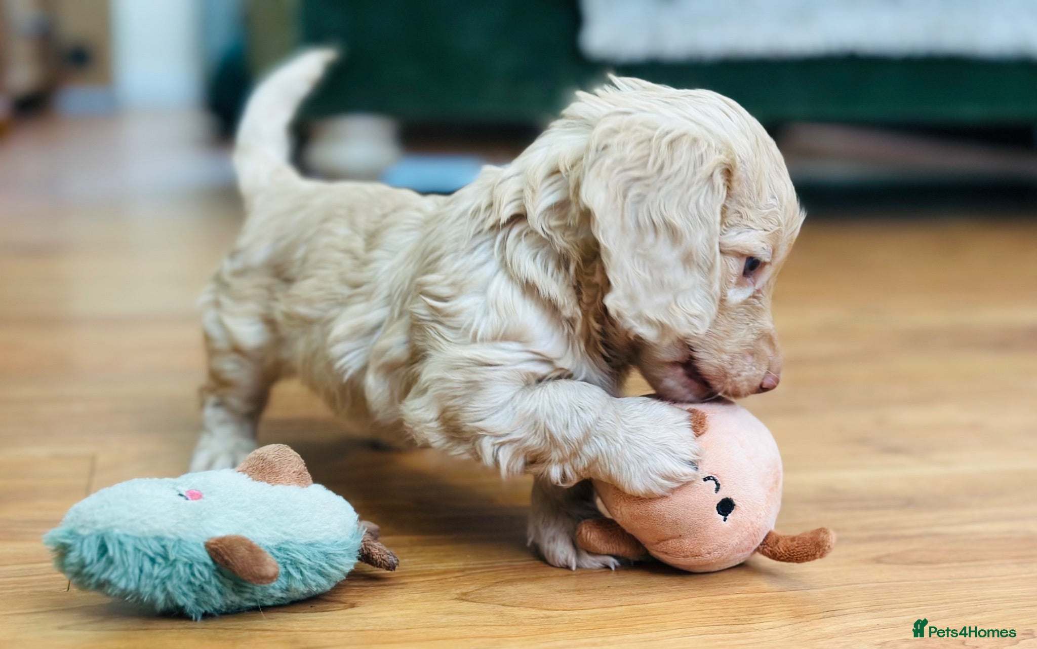 Miniature Dachshund dogs Beautiful Cream Long Haired Miniature Dachshunds - Advert 18