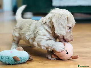 Miniature Dachshund dogs Beautiful Cream Long Haired Miniature Dachshunds - Advert 10