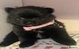 Pomeranian dogs for sale: Pomeranian puppies  - Image 35