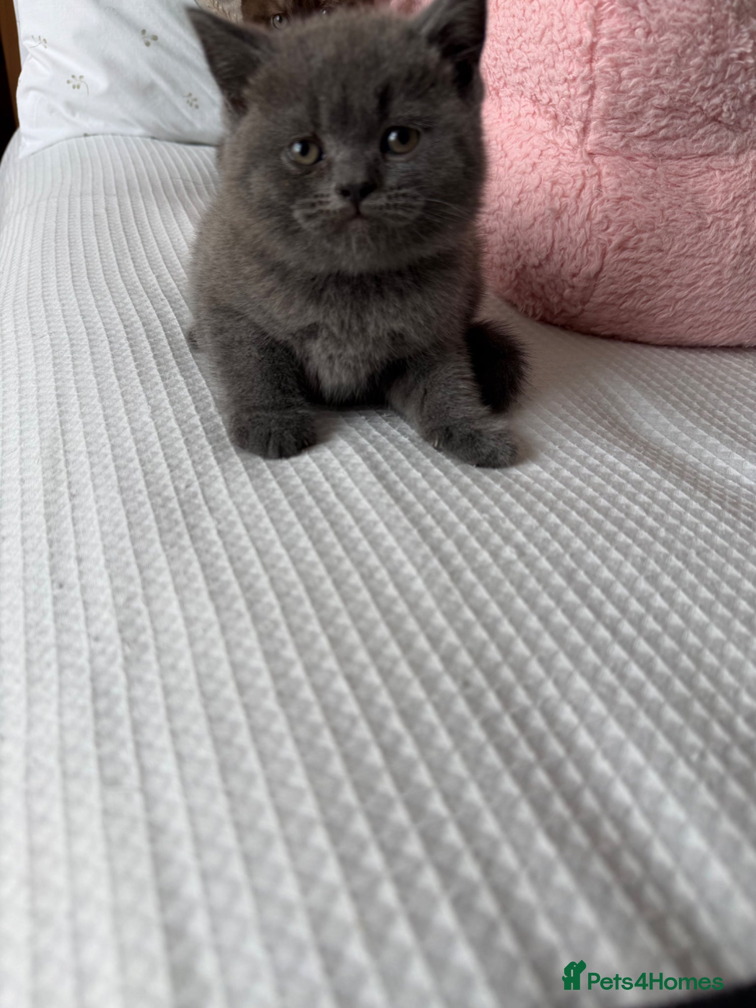British Shorthair cats Beautiful British Shorthair - Advert 17