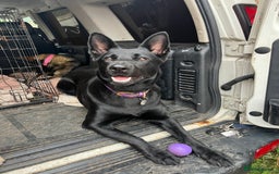 German Shepherd dogs for sale: Beautiful black and gold German shepherd puppies  - Image 8