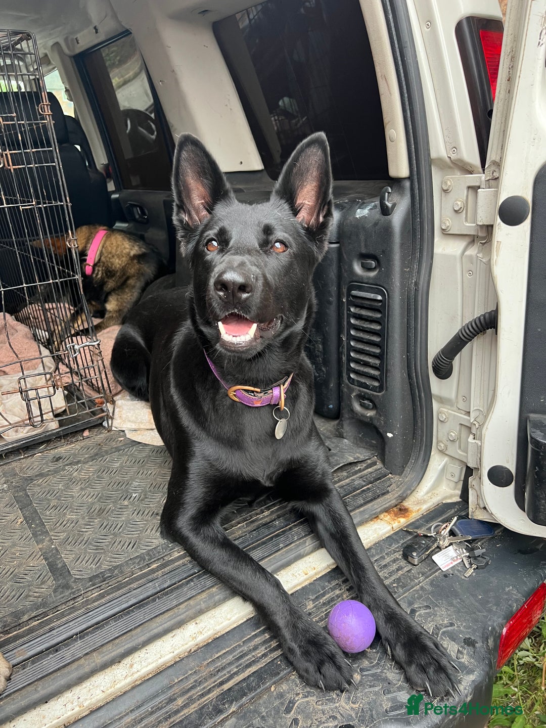 German Shepherd dogs for sale: Beautiful black and gold German shepherd puppies  - Image 8