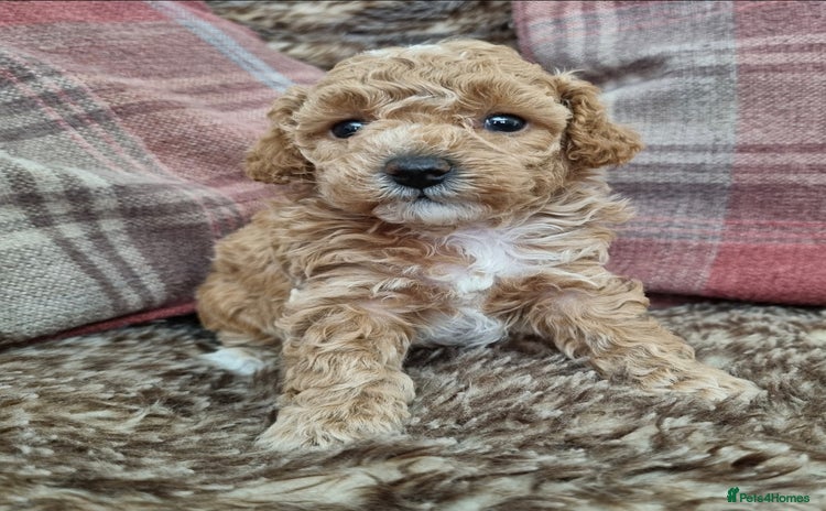 Maltipoo dogs - Advert 1