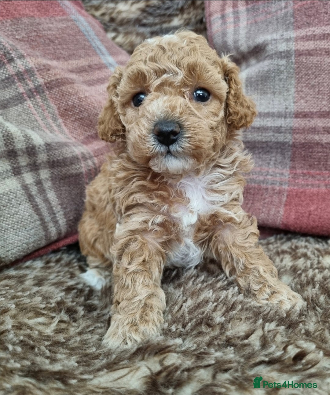 Maltipoo dogs for sale: Adorable Miniature Maltipoo Pups for sale - Image 1