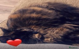 Domestic Shorthair cats for sale: 3 beautiful kittens xx - Image 7