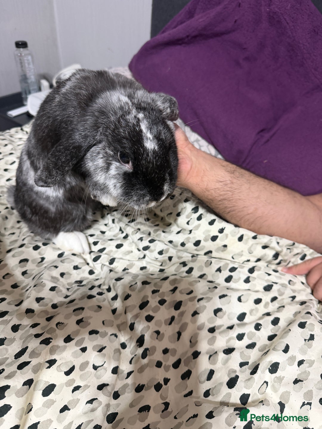 English Lop rabbits for sale: Two bonded female rabbits - Advert 1