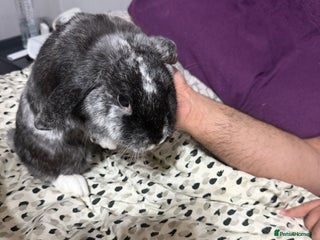 English Lop rabbits Two bonded female rabbits - Advert 1