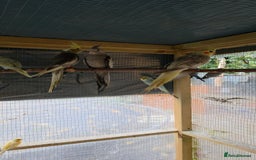Cockatiels birds for sale: Silly hand tamed baby cockatiels for sale  - Image 22