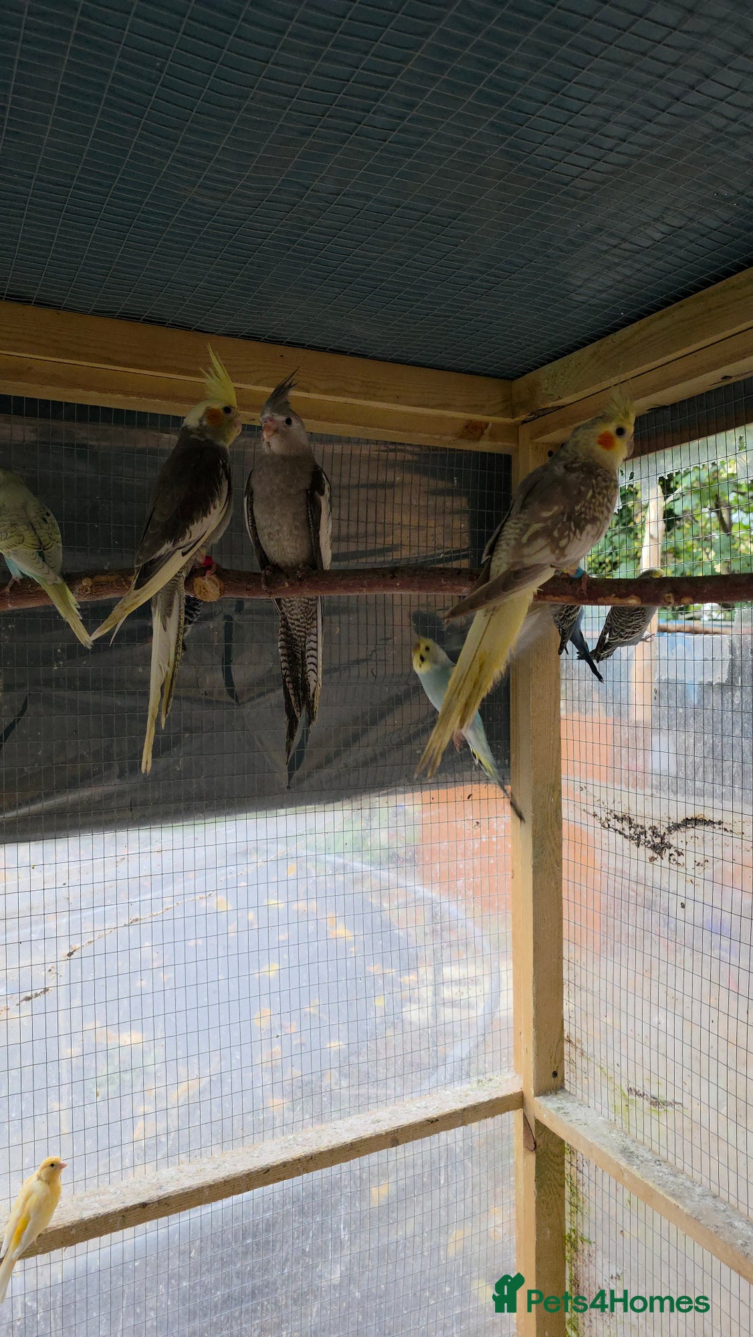 Cockatiels birds for sale: Silly hand tamed baby cockatiels for sale  - Image 22