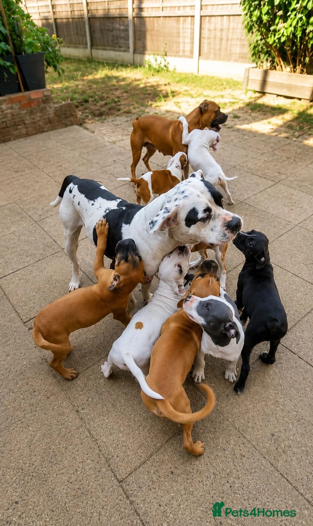 Mixed Breed dogs for sale: Loving Staffy x American Bulldog Pups - Ready Now  - Advert 2