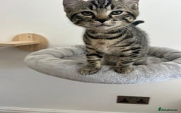 Scottish Fold cats for sale: Reduced, Ready now Last 1 rare jungle curl kittens - Image 30