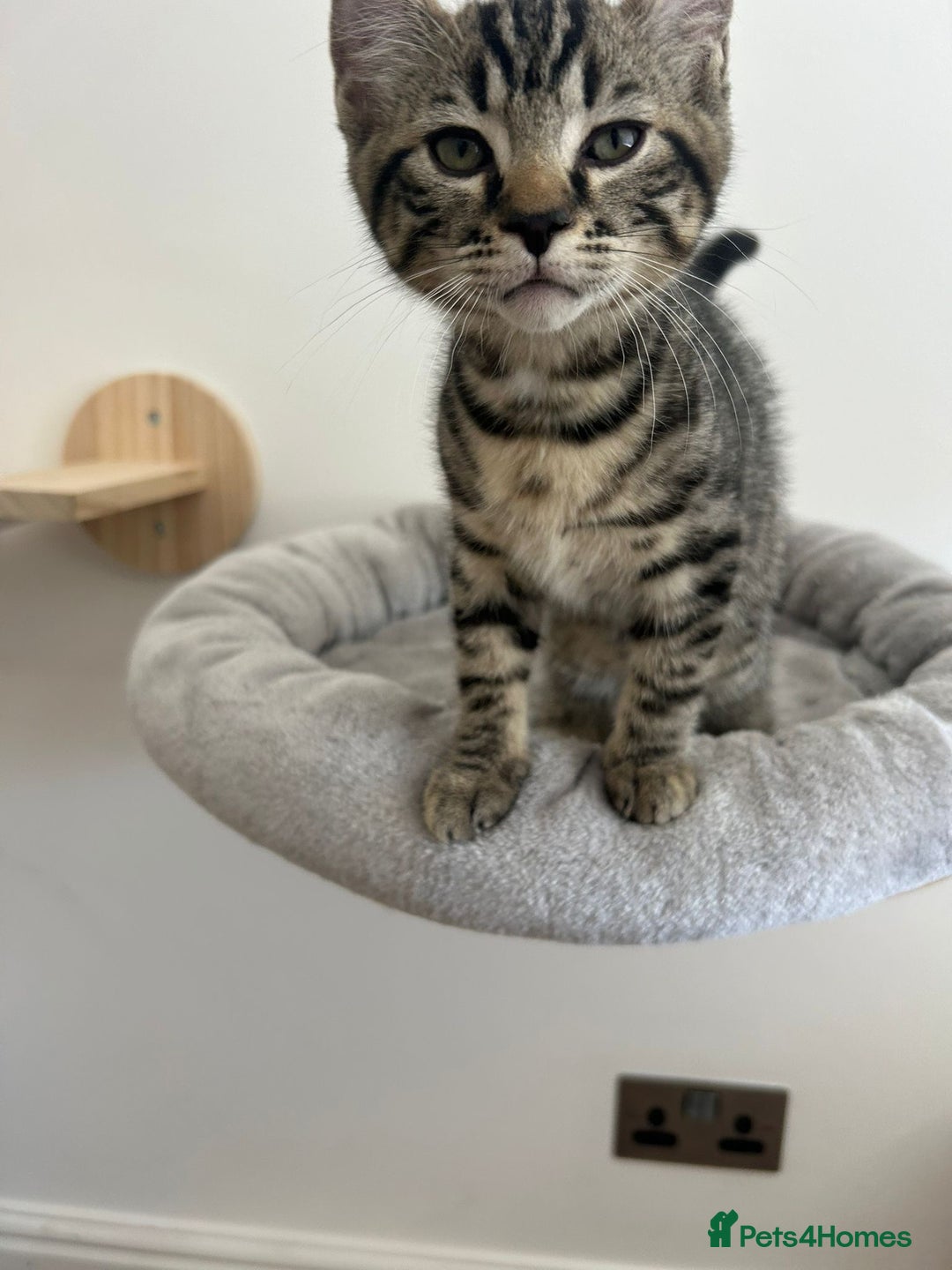 Scottish Fold cats for sale: Reduced, Ready now Last 1 rare jungle curl kittens - Image 30
