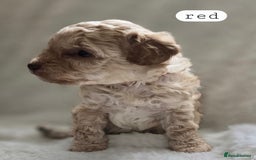 Toy Poodle dogs for sale: BEAUTIFUL TOY POODLES - Image 18
