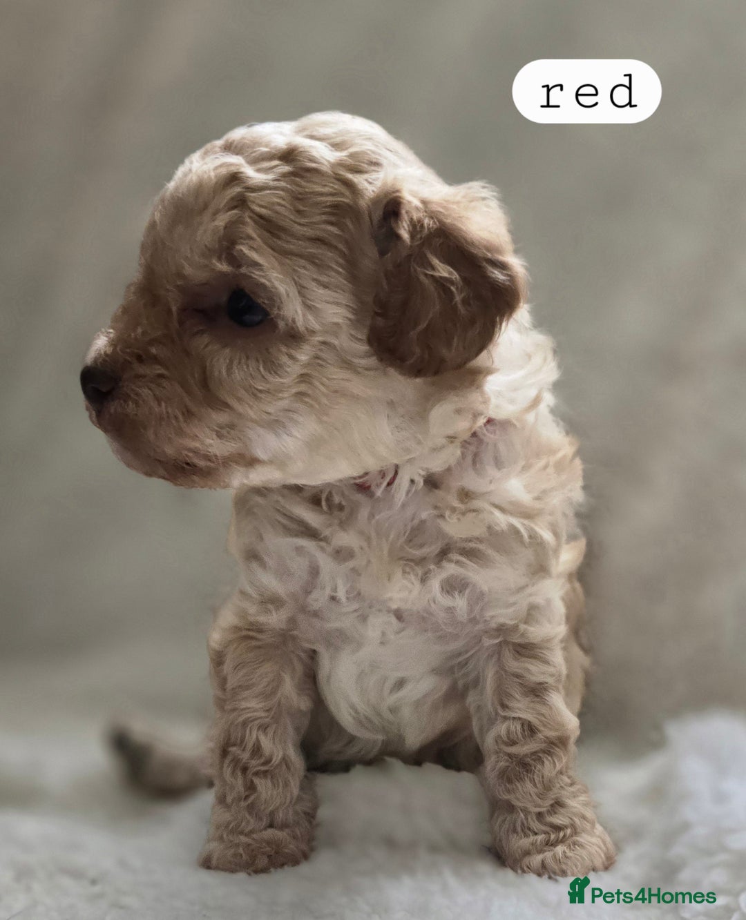 Toy Poodle dogs for sale: BEAUTIFUL TOY POODLES - Image 18