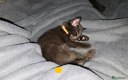 Mixed Breed cats for sale: Black kittens for sale  - Image 18