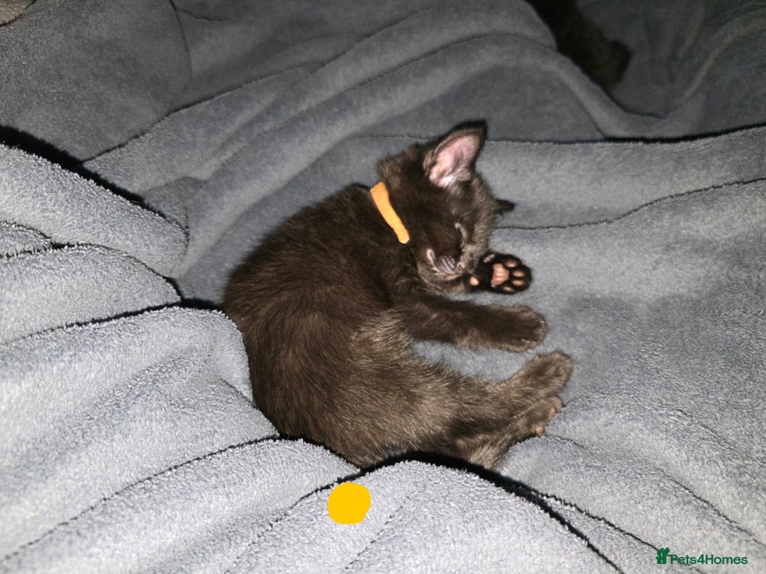Mixed Breed cats for sale: Black kittens for sale  - Image 18