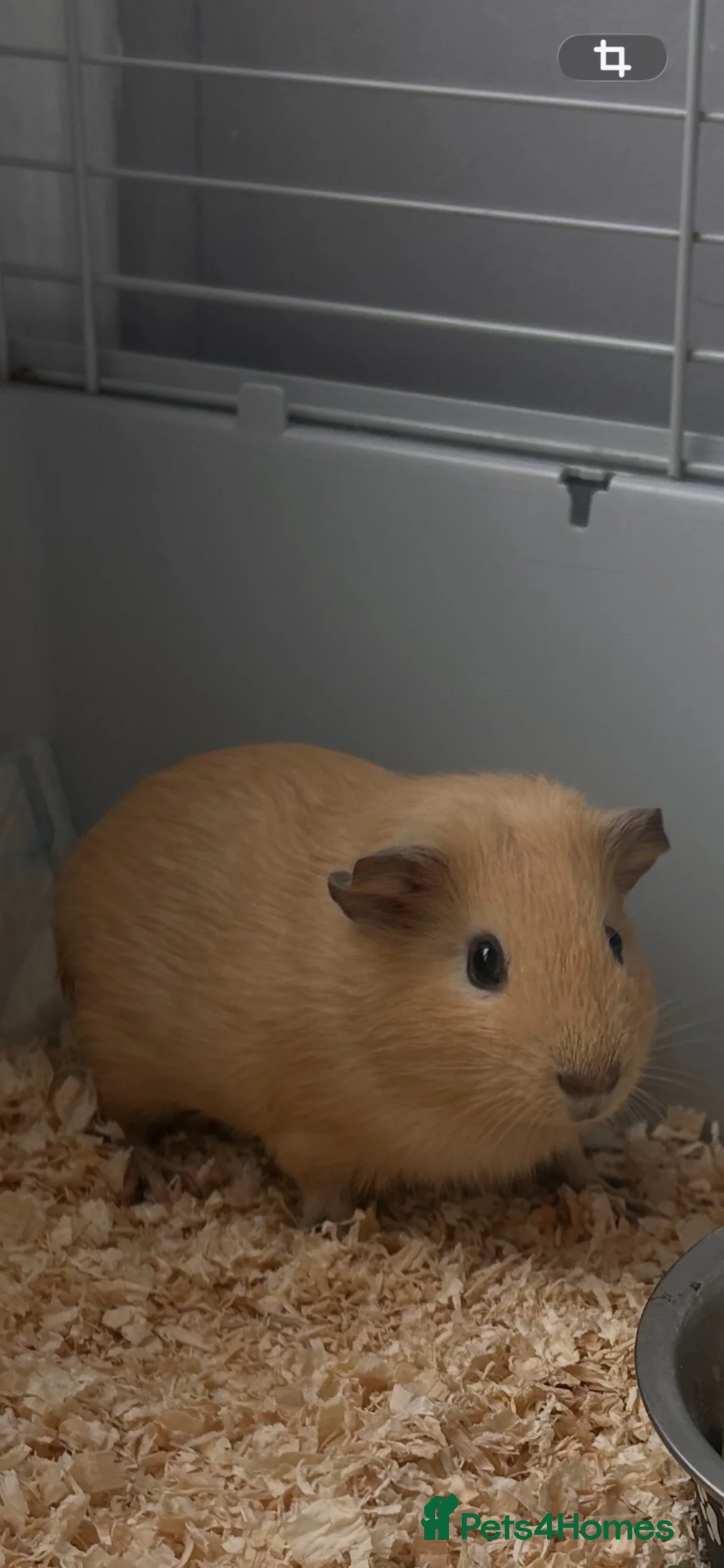 Guinea Pig rodents for sale: PIGGIES  in Ashton-under-Lyne - Advert 2
