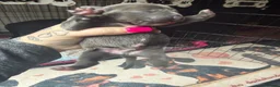Staffordshire Bull Terrier dogs for sale: Staffordshire bull terrier puppies  - Advert 6