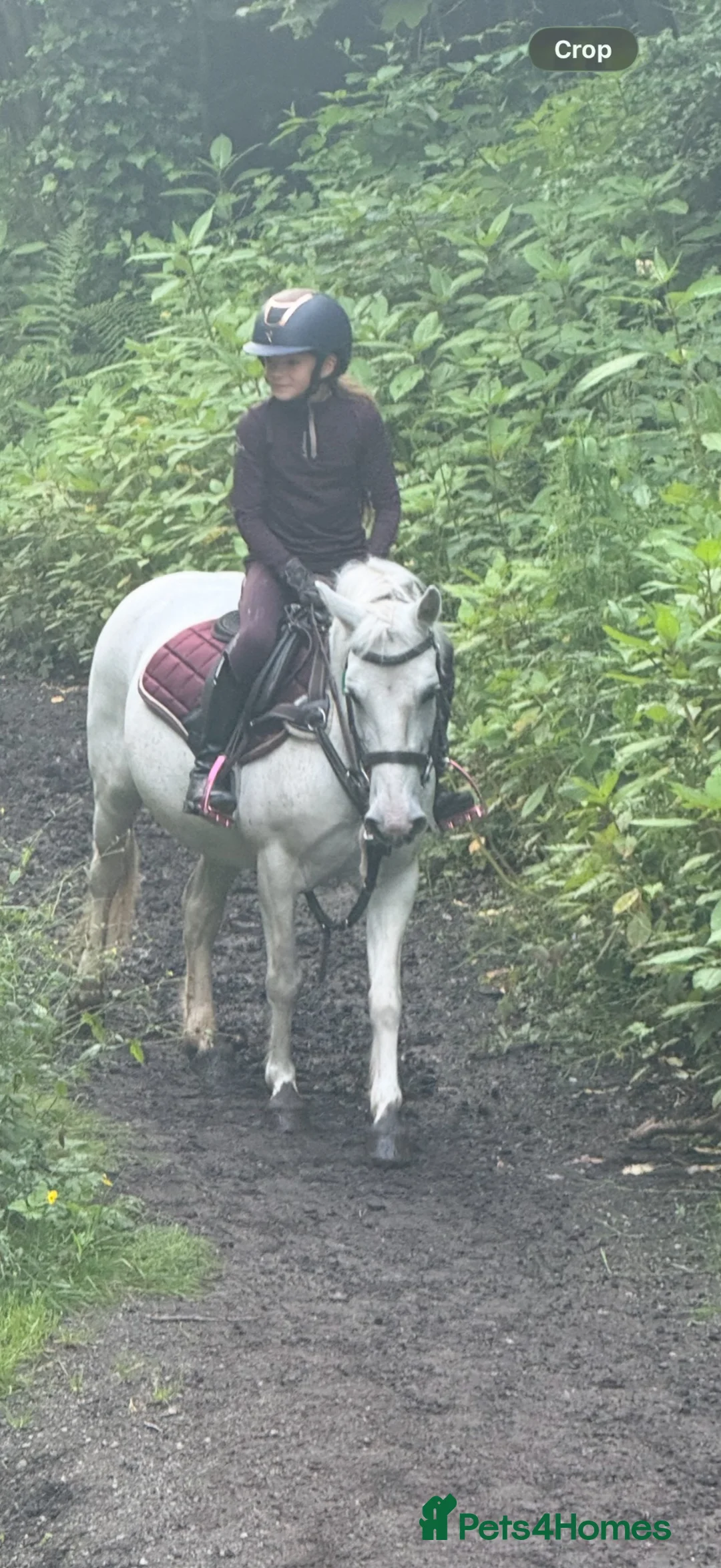 Welsh Section A horses for sale: 12.1/2 Grey Welsh section A white mare  - Advert 2