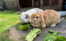 Mini Lop rabbits for sale: Friendly pure mini lops - Image 9