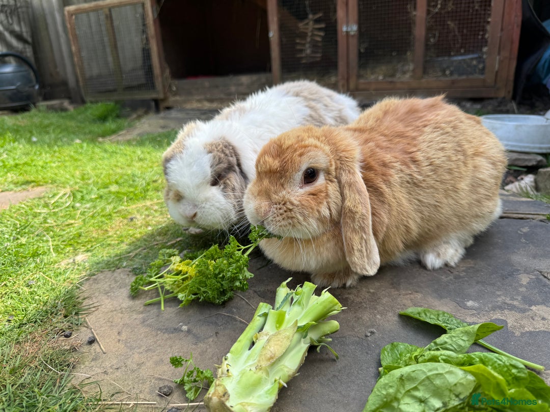 Mini Lop rabbits for sale: Friendly pure mini lops - Image 9