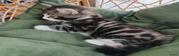 Mixed Breed cats for sale: Marble Bengal cross  - Advert 9