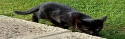British Shorthair cats for sale: Cute 12 Week Old Female Kitten Looking For A Home - Advert 3