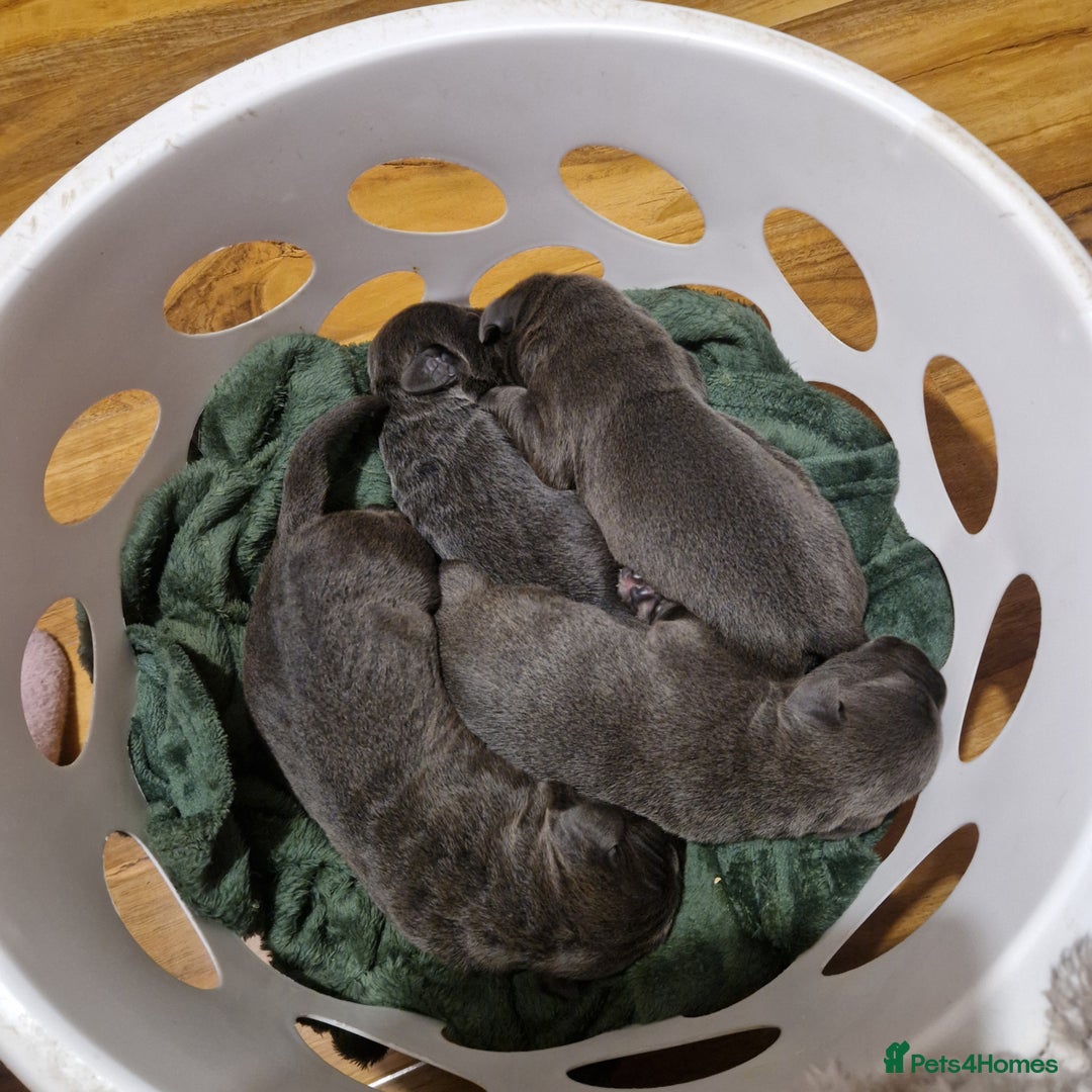 Mixed Breed dogs for sale: BLUE NEAPOLITAN MASTIFF × CANE CORSO - Advert 7