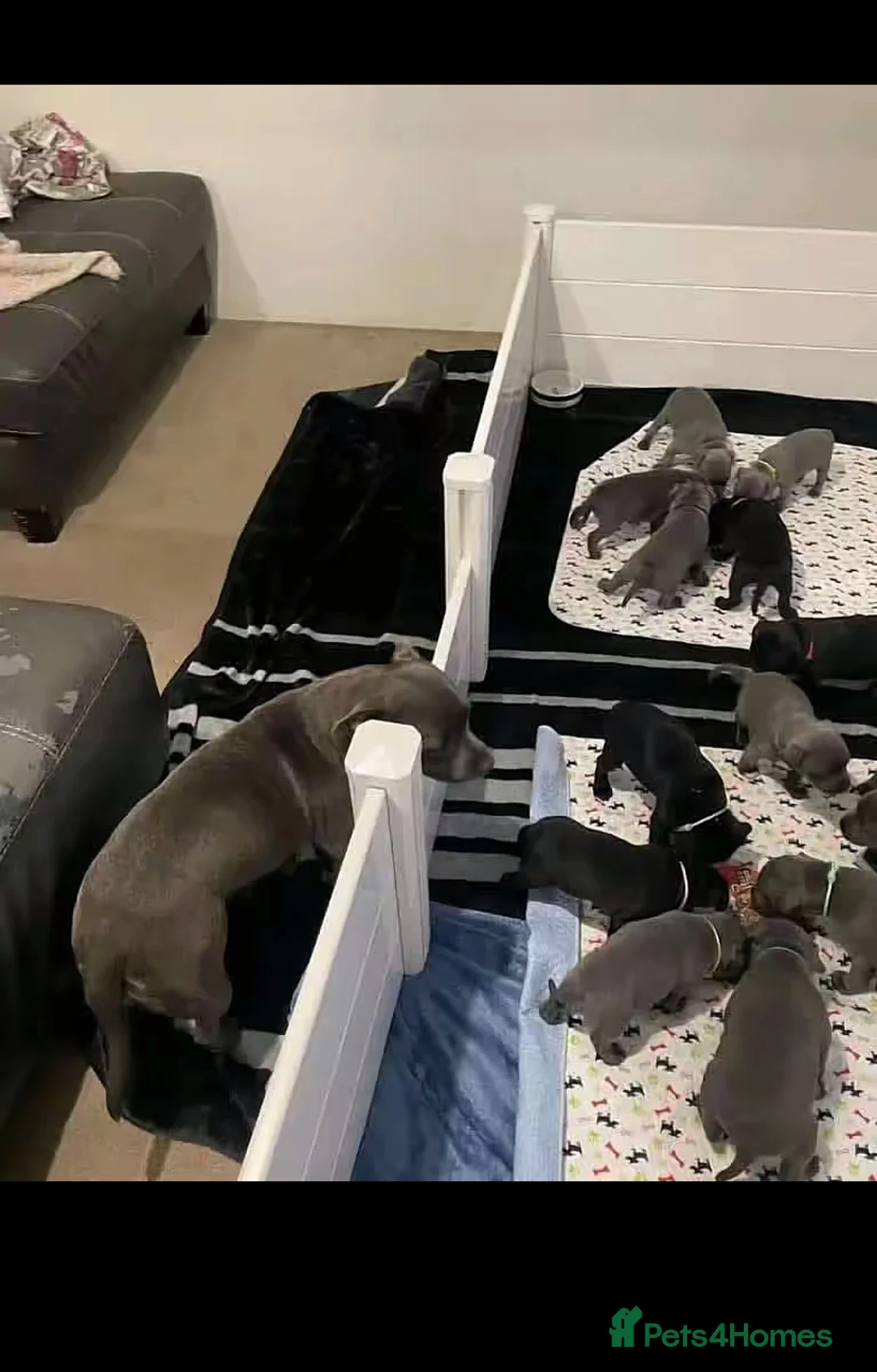 Staffordshire Bull Terrier dogs for sale: WellTrained Staffordshire Bull Terrier Puppies  in Aberdeen - Advert 2