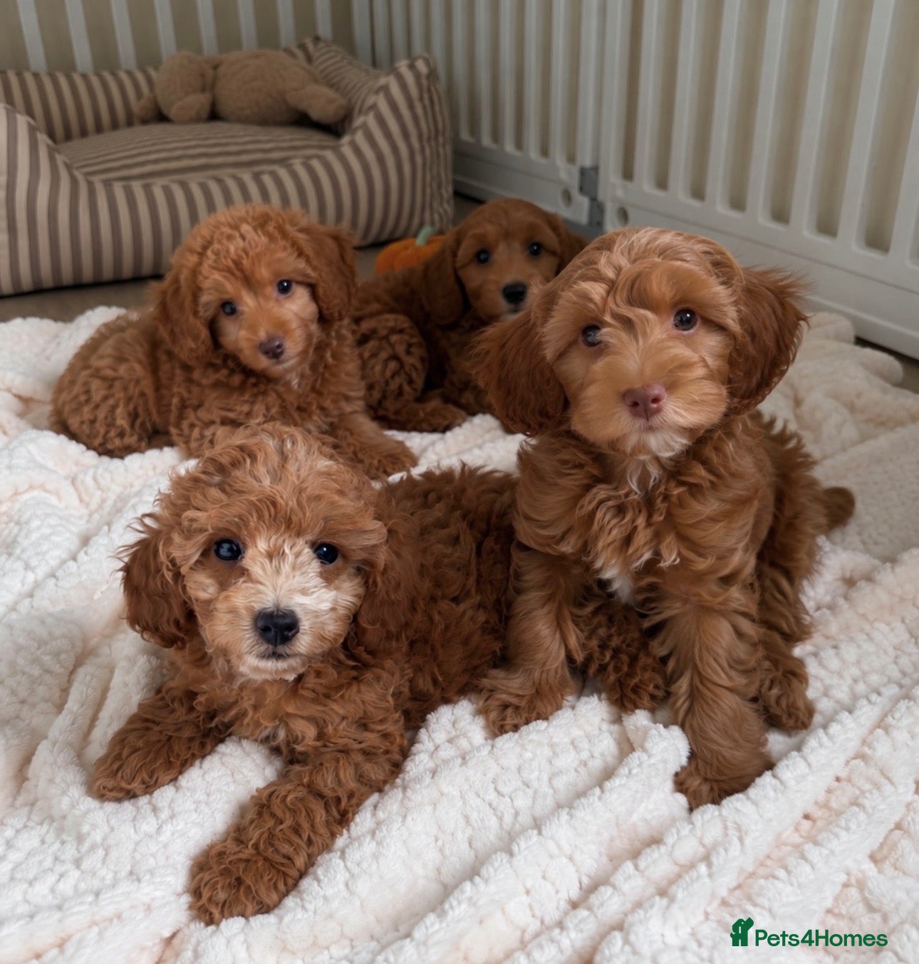 Cockapoo dogs Stunning F1B cockapoo puppies  5* - Advert 5