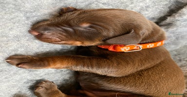 Dobermann dogs - Advert 5