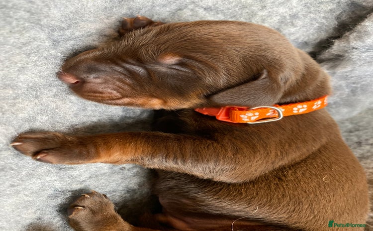 Dobermann dogs - Advert 3
