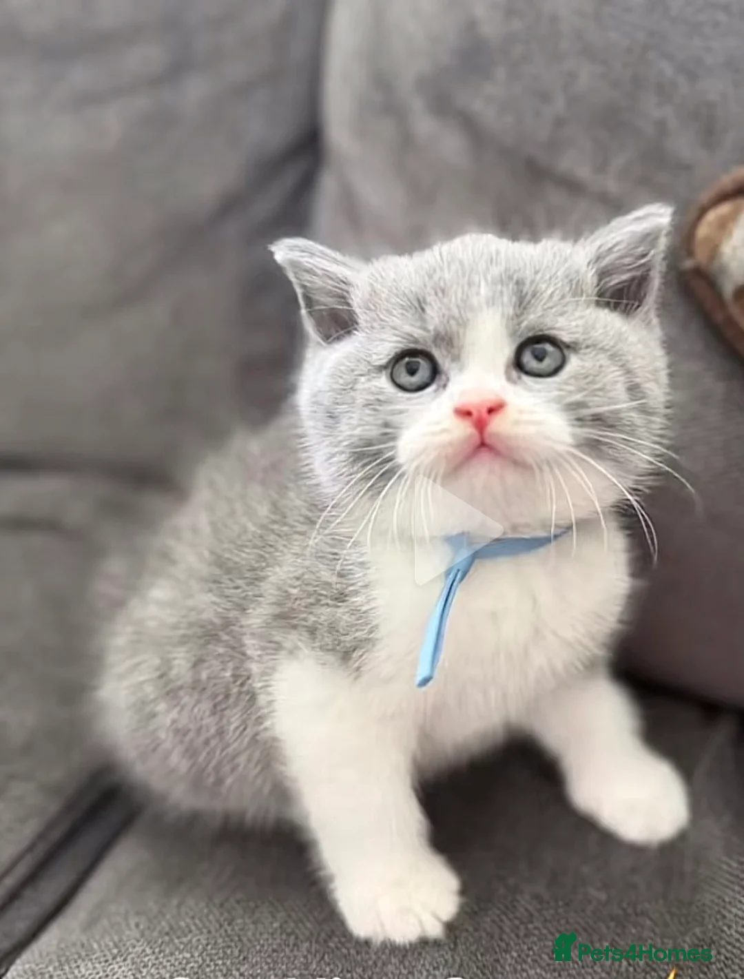 British Shorthair cats for sale: Bi coloured British short hair kitten  - Advert 2