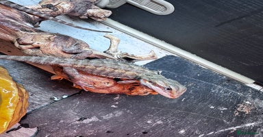Bearded Dragon reptiles - Advert 1