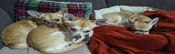 Chihuahua dogs for sale: 2 beautiful chihuahuas - Advert 2