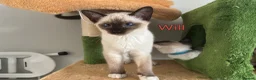 Ragamese cats for sale: Gorgeous Ragamese Boy-Ready To Leave - Advert 3