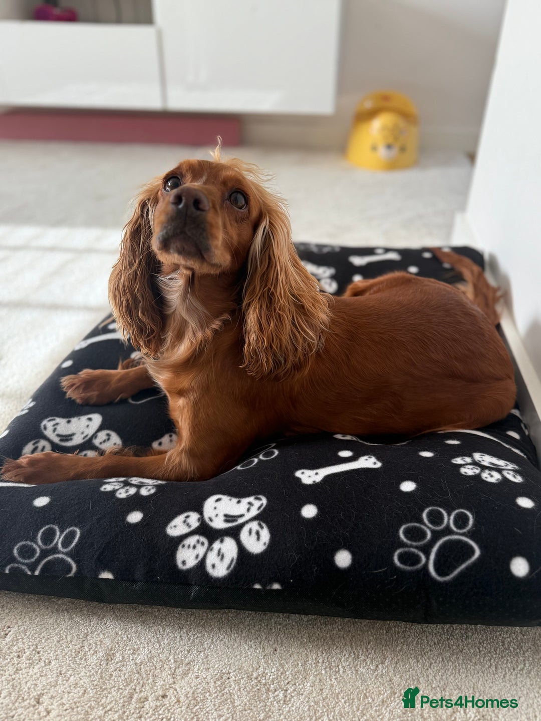 Cockapoo dogs for sale: 7 Golden Cockapoo girls - Advert 17