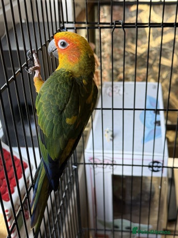 Conures birds Sun Conure - Advert 1