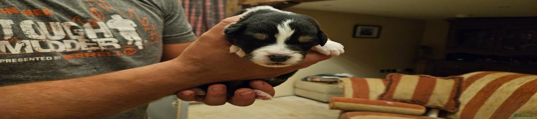 Australian Shepherd Puppy 1