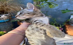 Savannah cats for sale: PDGREE BROWN SPOT  LOVIN SAVANNAH GIRL F5SBT - Image 6