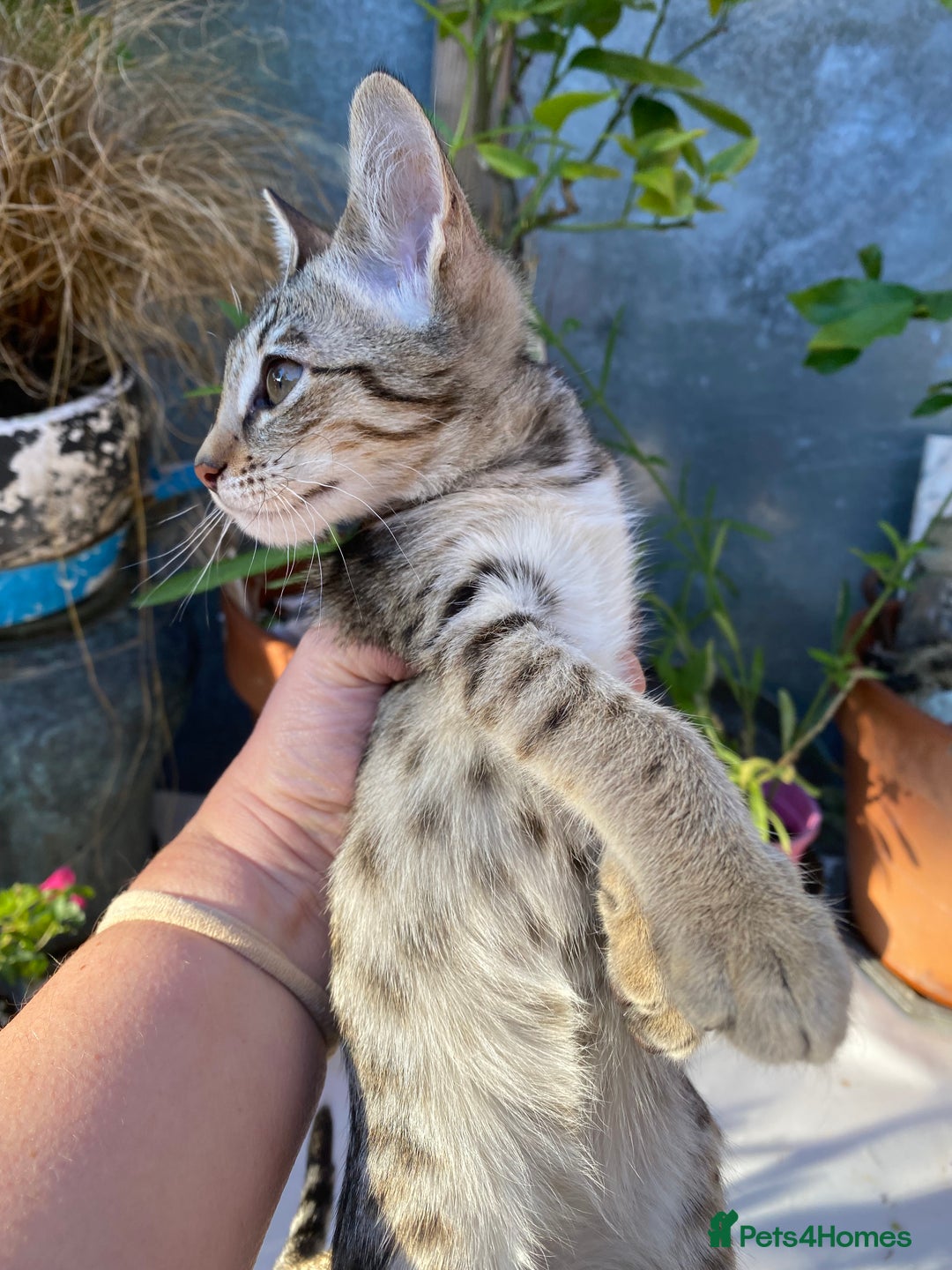 Savannah cats for sale: PDGREE BROWN SPOT  LOVIN SAVANNAH GIRL F5SBT - Image 6
