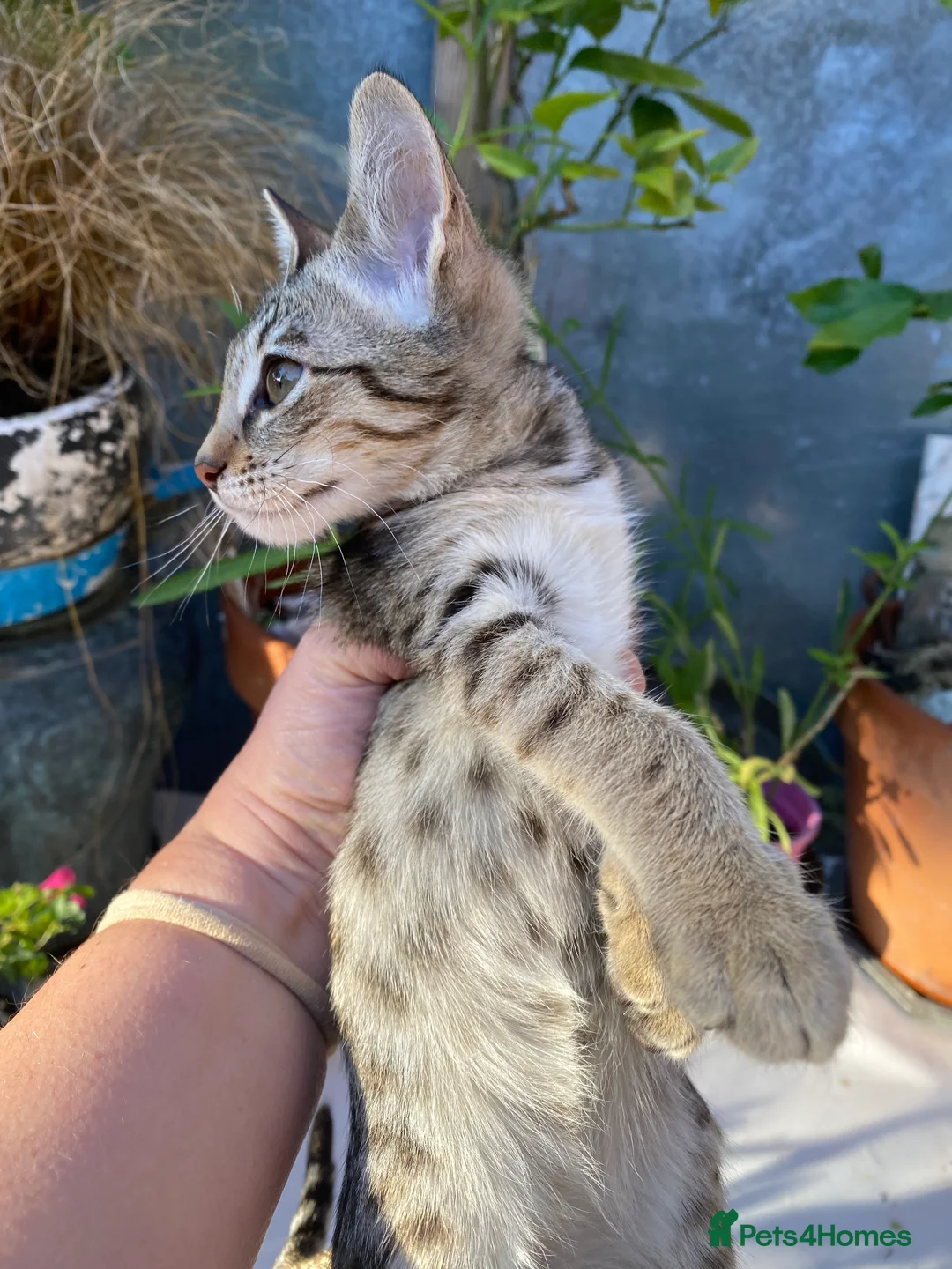 Savannah cats for sale: PDGREE BROWN SPOT  LOVIN SAVANNAH GIRL F5SBT - Advert 8