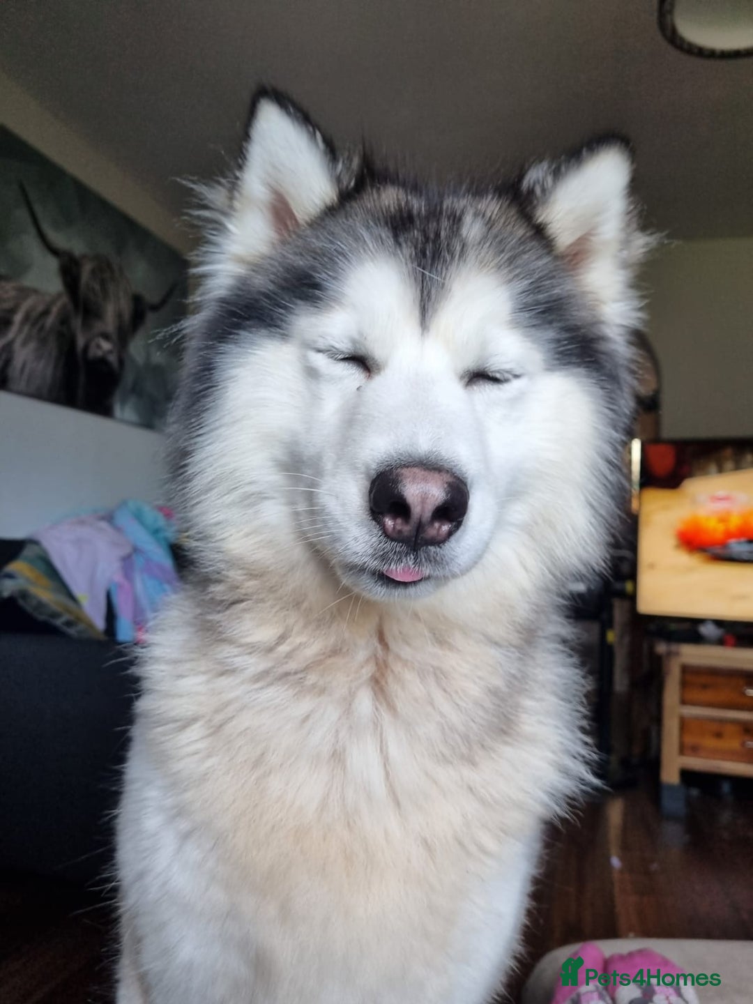 Siberian Husky dogs for sale: 3 year old husky - Advert 1