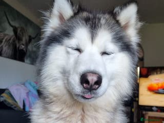 Siberian Husky dogs 3 year old husky - Advert 12