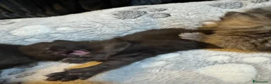 Female 3