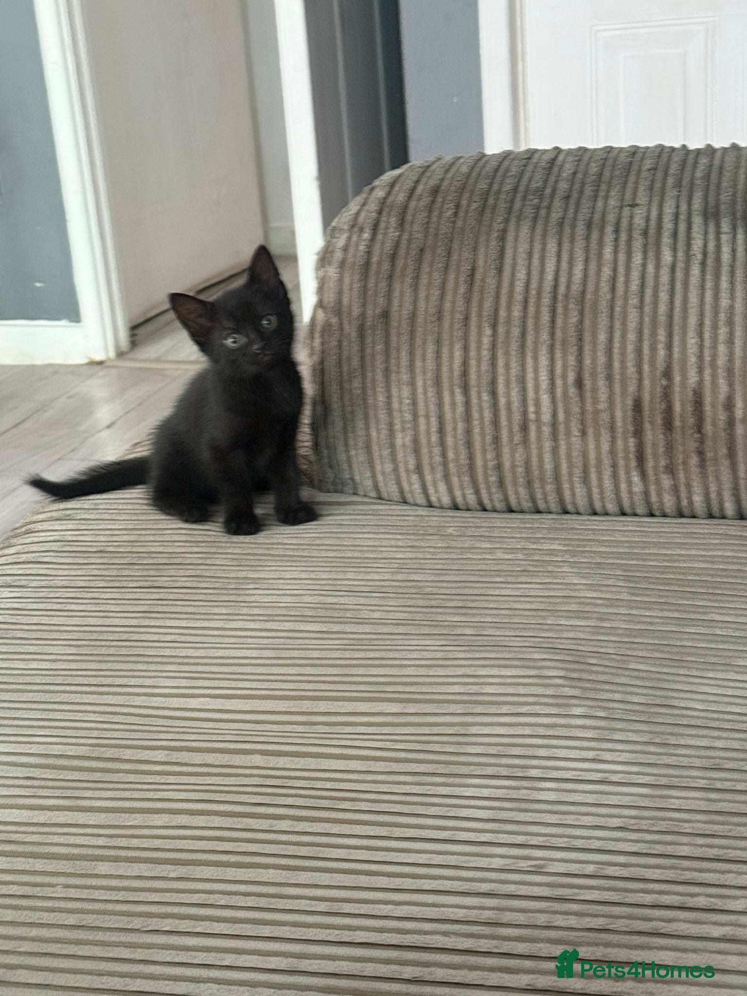 Mixed Breed Kitten 4